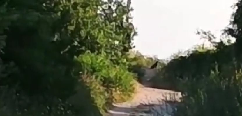 Какво си мисли голямата черна котка