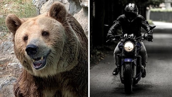 Мечка уби и изяде моторист