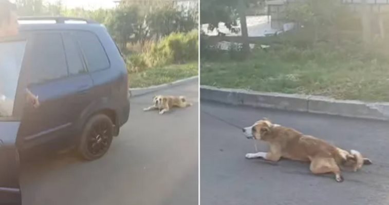 Жители в бургаско излизат на протест заради смъртта на влаченото с кола куче