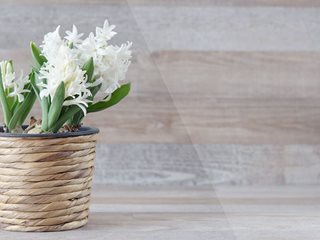 Кои цветя виреят на тъмно у дома